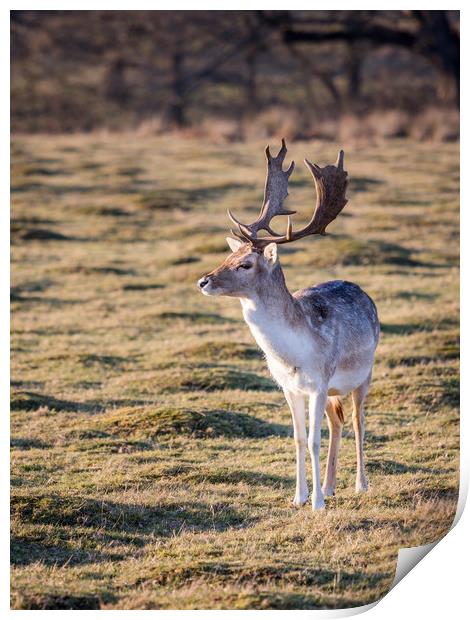 Fallow Deer at the Knole Park Print by Lubos Fecenko