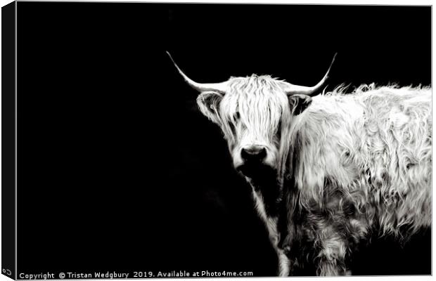 Highland Cow Black and White Canvas Print by Tristan Wedgbury