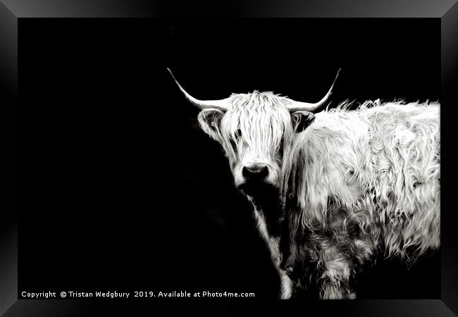 Highland Cow Black and White Framed Print by Tristan Wedgbury