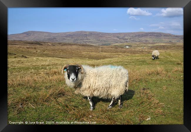 Sheep on the Isle of Skye Framed Print by Jane Braat