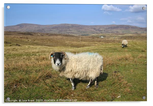 Sheep on the Isle of Skye Acrylic by Jane Braat