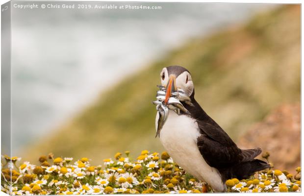 Returning Puffin Canvas Print by Chris Good