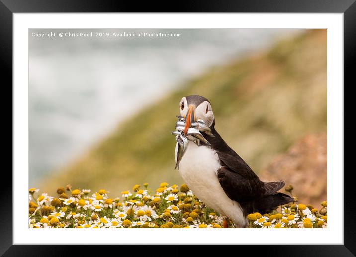Returning Puffin Framed Mounted Print by Chris Good