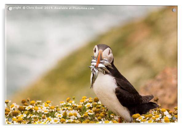 Returning Puffin Acrylic by Chris Good