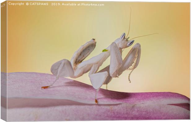 ORCHID MANTIS Canvas Print by CATSPAWS 