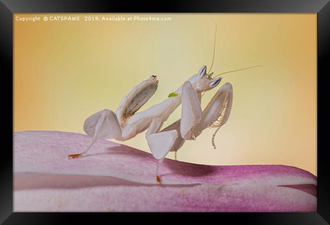 ORCHID MANTIS Framed Print by CATSPAWS 