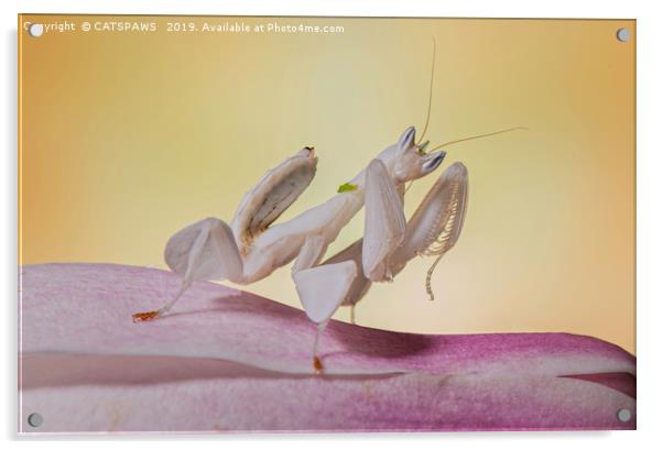 ORCHID MANTIS Acrylic by CATSPAWS 