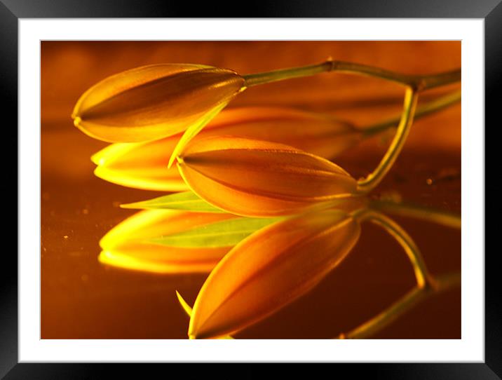 Golden Lillies Framed Mounted Print by Dawn Cox