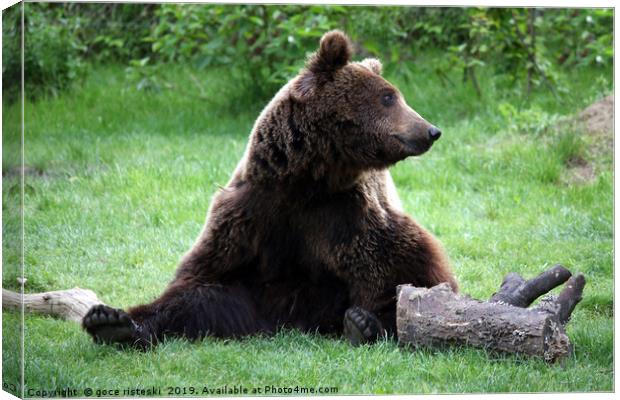 brown bear sitting on grass Canvas Print by goce risteski