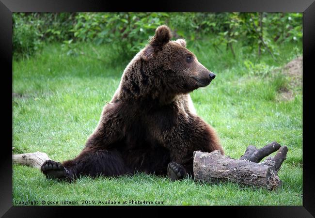 brown bear sitting on grass Framed Print by goce risteski