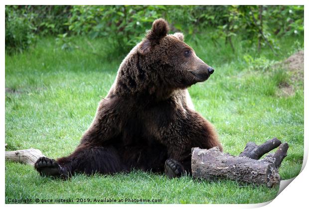 brown bear sitting on grass Print by goce risteski