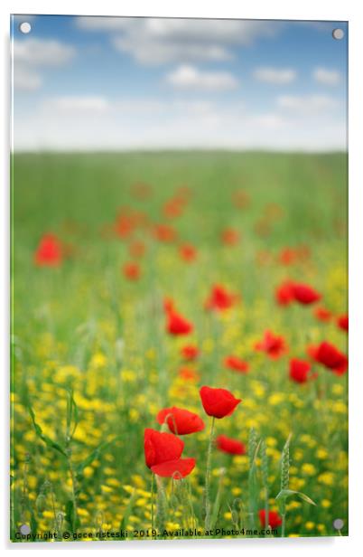 poppy flower meadow spring season Acrylic by goce risteski
