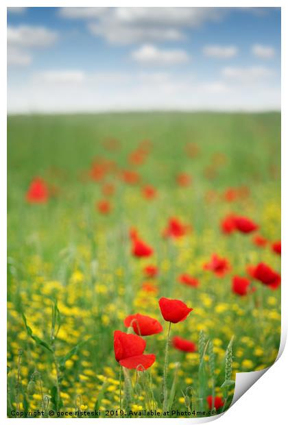 poppy flower meadow spring season Print by goce risteski