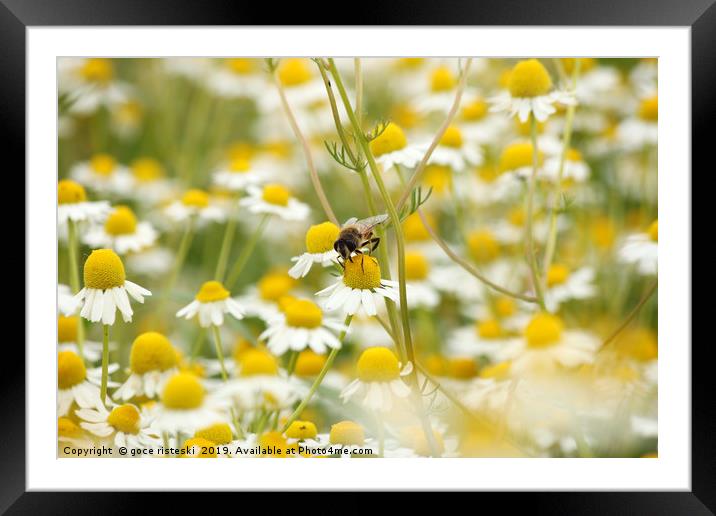 bee on chamomile flower spring season nature backg Framed Mounted Print by goce risteski