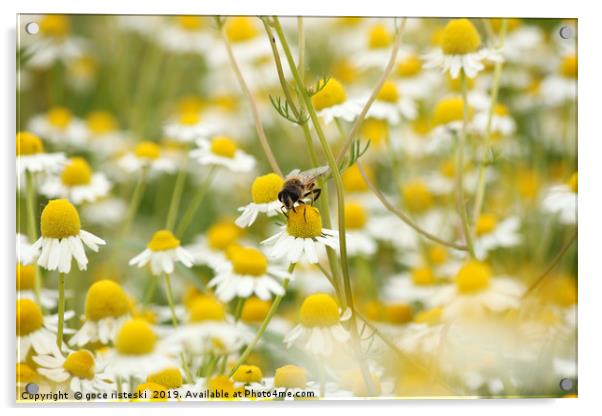 bee on chamomile flower spring season nature backg Acrylic by goce risteski