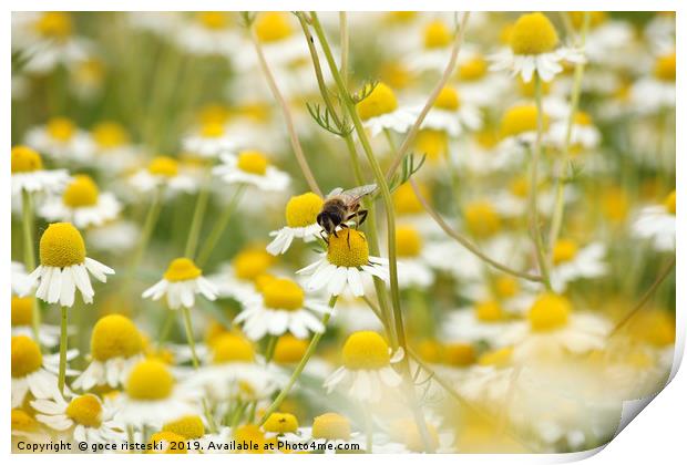 bee on chamomile flower spring season nature backg Print by goce risteski