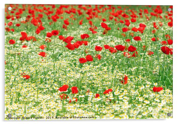 chamomile and red poppy flower nature background Acrylic by goce risteski