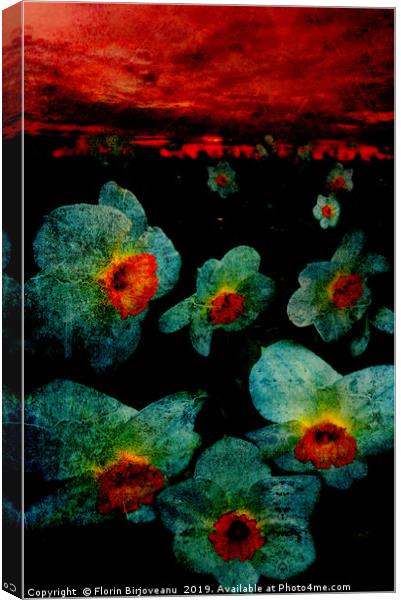 Narcissuses In The Darkness Canvas Print by Florin Birjoveanu
