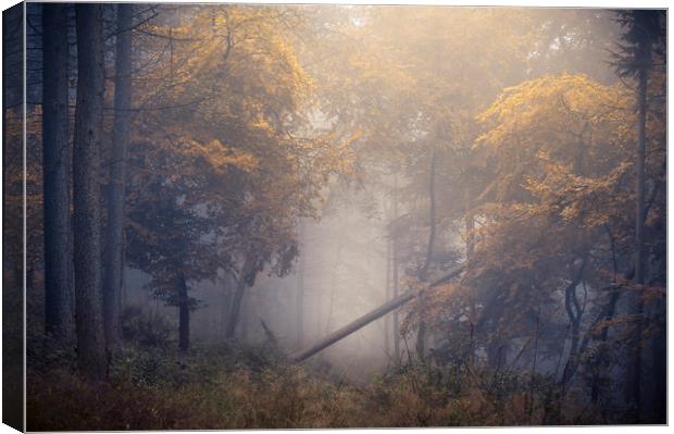 Kingswood Canvas Print by Chris Frost