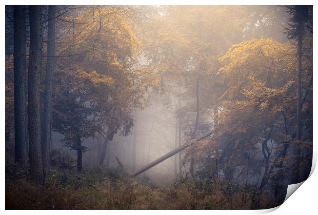 Kingswood Print by Chris Frost