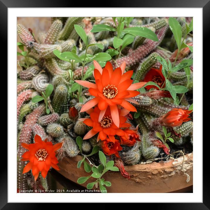 Flowers of Rats Tail cactus Framed Mounted Print by Igor Krylov