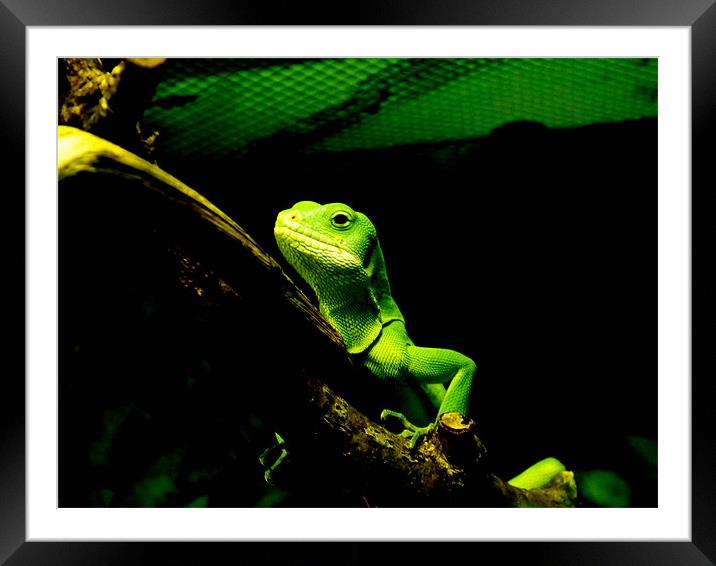 chameleon Framed Mounted Print by Nigel G Owen
