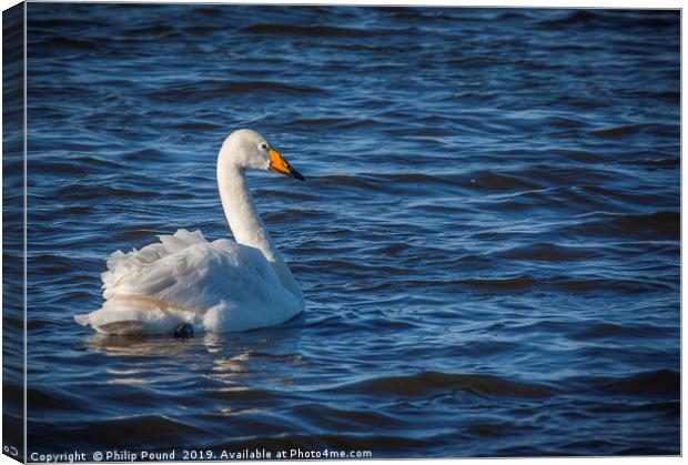 Whooper Swan on Wetlands Canvas Print by Philip Pound