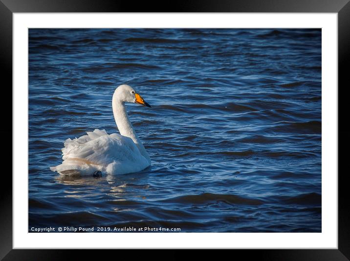 Whooper Swan on Wetlands Framed Mounted Print by Philip Pound
