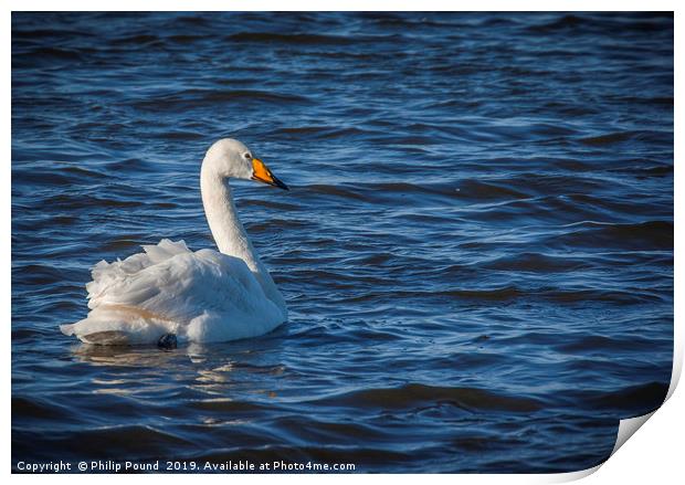 Whooper Swan on Wetlands Print by Philip Pound