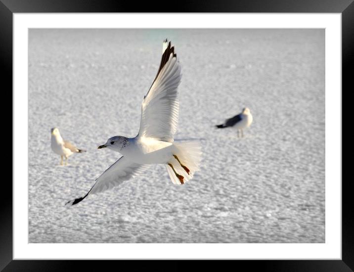 in flight Framed Mounted Print by sue davies