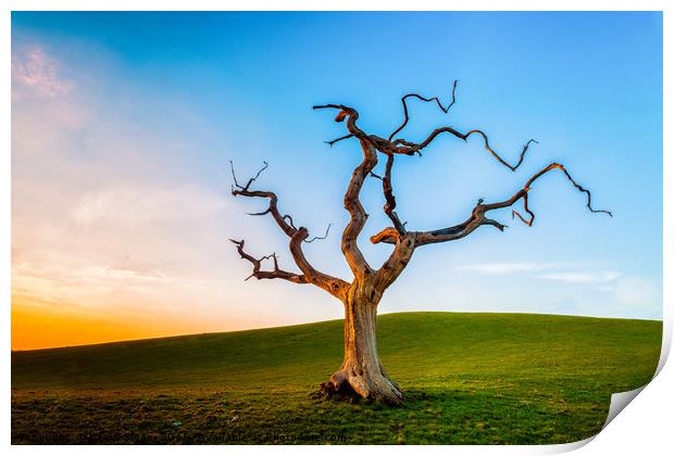 Lonely Tree At Sunset Print by Kevin Sloan