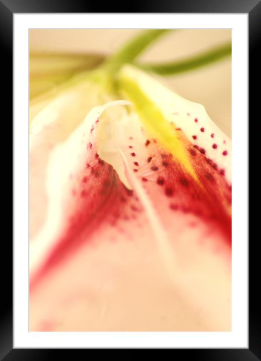 Lily Framed Mounted Print by Dawn Cox