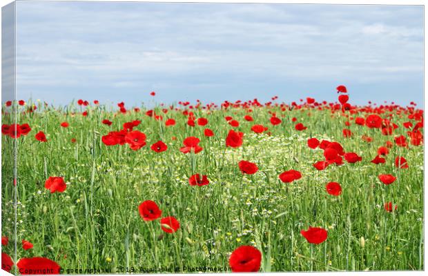 green field red poppy flowers and blue sky  Canvas Print by goce risteski