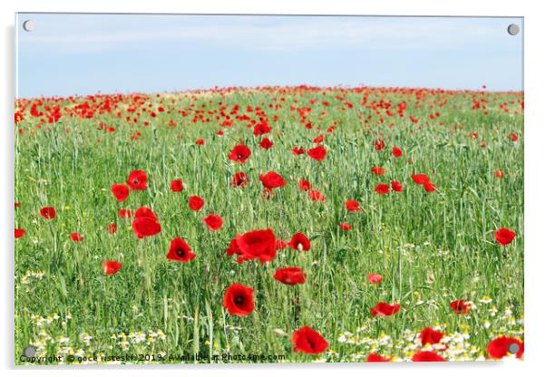 poppy flowers field landscape spring season Acrylic by goce risteski