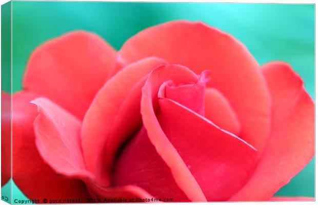 red rose flower close up Canvas Print by goce risteski
