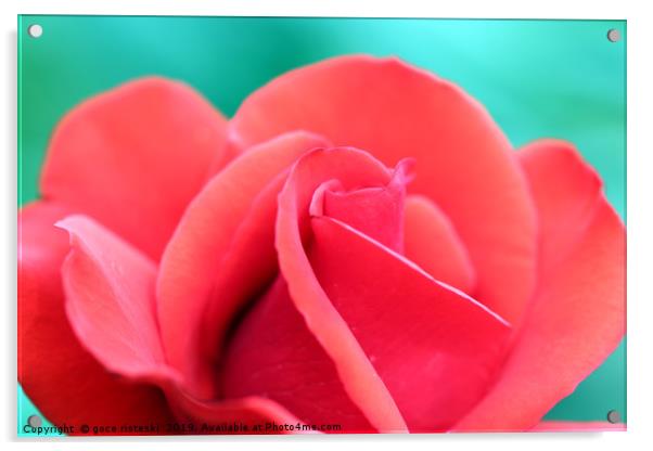 red rose flower close up Acrylic by goce risteski