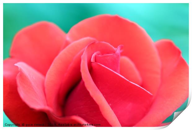 red rose flower close up Print by goce risteski