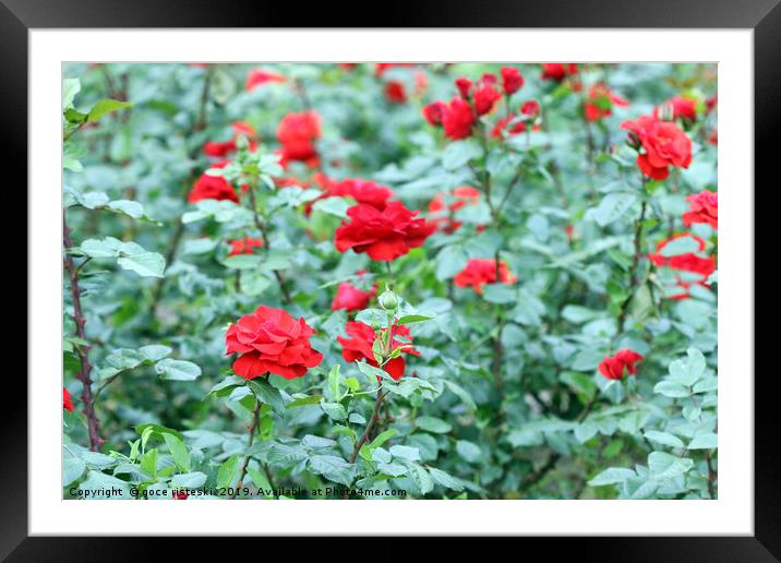 red roses garden nature background Framed Mounted Print by goce risteski