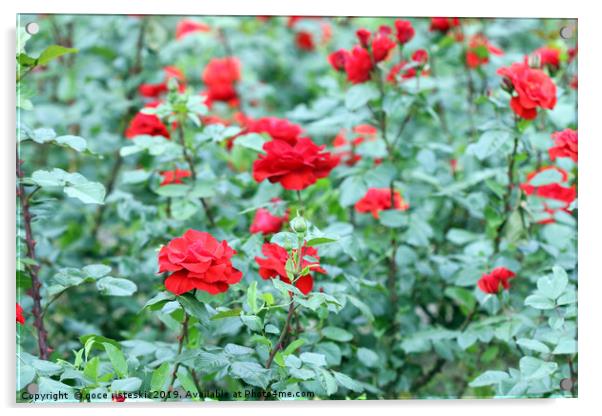 red roses garden nature background Acrylic by goce risteski