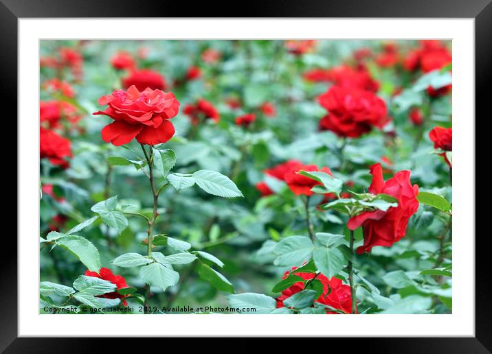 red roses garden spring season Framed Mounted Print by goce risteski