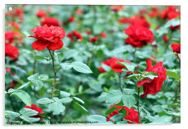 red roses garden spring season Acrylic by goce risteski