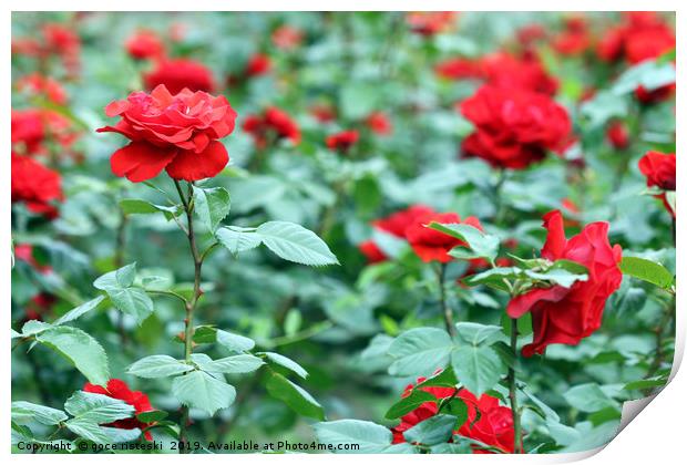 red roses garden spring season Print by goce risteski