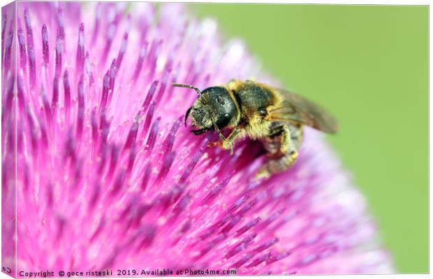 bee on flower close up Canvas Print by goce risteski