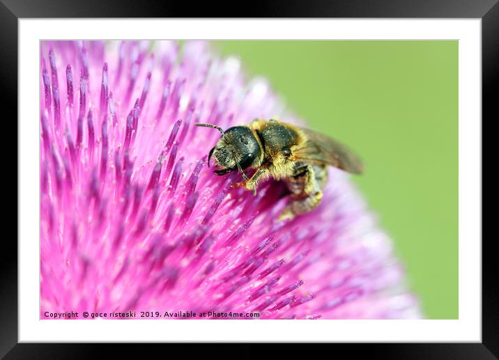bee on flower close up Framed Mounted Print by goce risteski