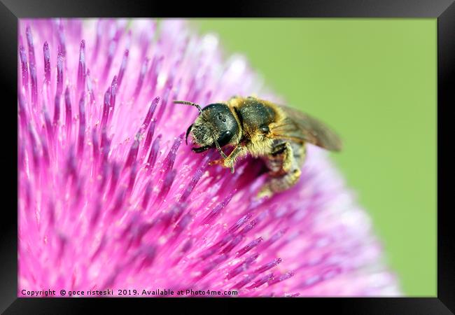 bee on flower close up Framed Print by goce risteski