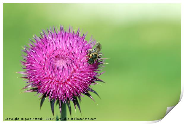 bee on flower spring season Print by goce risteski