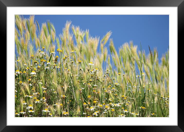 meadow with chamomile and grass close up Framed Mounted Print by goce risteski