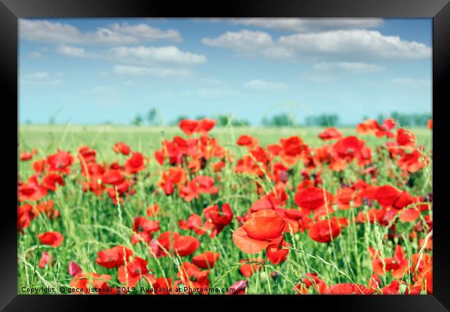red poppy flowers meadow landscape Framed Print by goce risteski