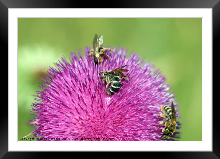three bees on flower spring season Framed Mounted Print by goce risteski