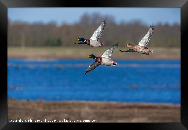 Mallard Ducks in Flight Framed Print by Philip Pound